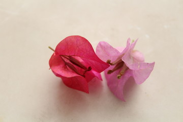 Red Flowers White Background