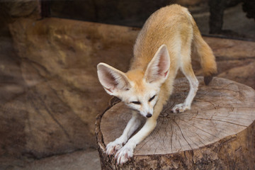 Fennec fox with big ears, Vulpes zerda