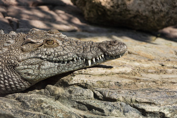 Nile crocodile or alligator keeps warm on the stones.jpg