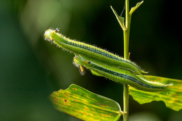 closeup, couple of caterpillar on the green bamboo branch