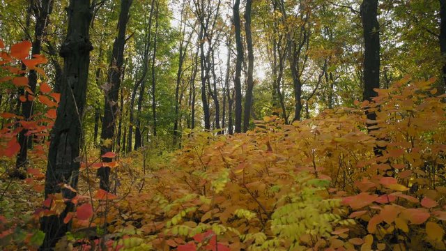 Indescribable Beauty in the Most Of The Autumn Forest