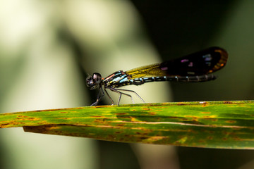 colorful dragonfly beautifully perch on the bamboo twig in the garden