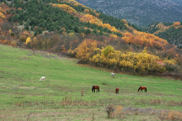 Grazing horses among autumnal mountains