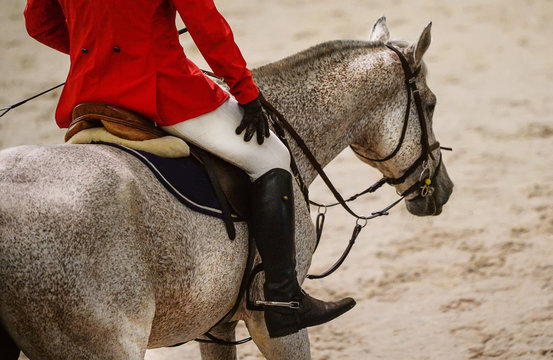 Rider in uniform and gray horse in jumping show, equestrian sports. Rider in red jacket on dappled gray horse after the performance.
