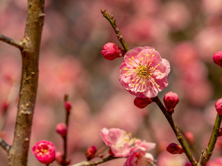 梅の花