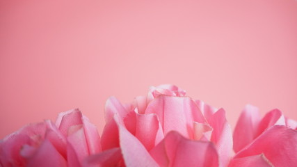 Rose flowers are on a pink background. Valentines Day Background.