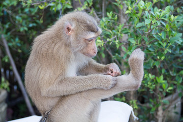 Monkey