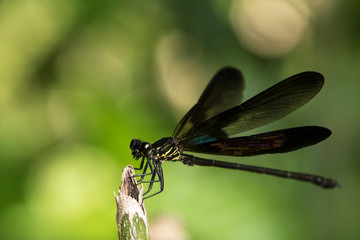 colorful dragonfly beautifully perch on the bamboo twig in the garden