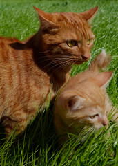 Orange fluffy kitten hiding in the green grass on a summer day