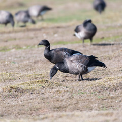 Grazing Brent Geese in a grassland