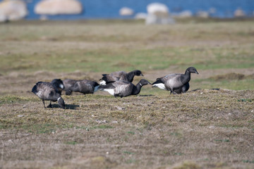 Flock with grazing Brent Geese