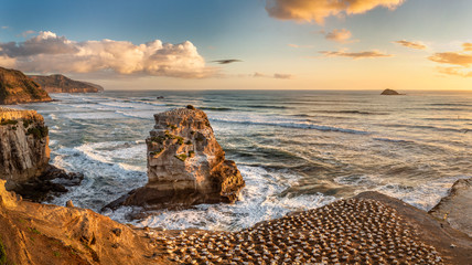 Gannets at Muriwai