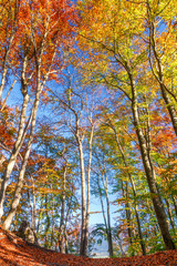 Forest with trees in autumn colors.