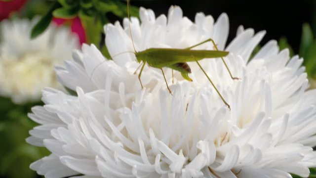 Green locust female on flower
