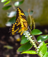 Butterfly Gardens