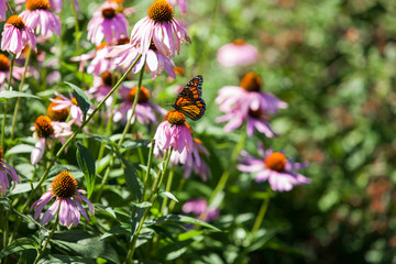 Monarch butterfly on echinacea flower - Pictured outside on a beautiful summer day