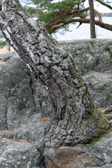 Birch tree growing on a rock. Vertical image.