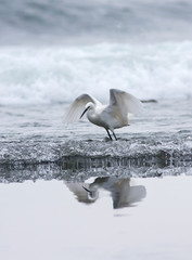 The little egret (Egretta garzetta) in the water, Portugal