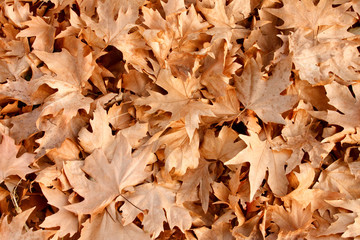 Dry leafs as background
