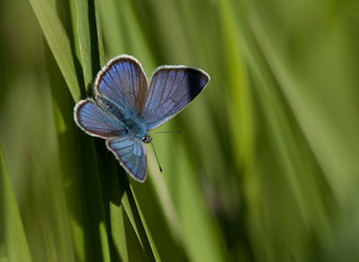 Blue butterfly in the grass