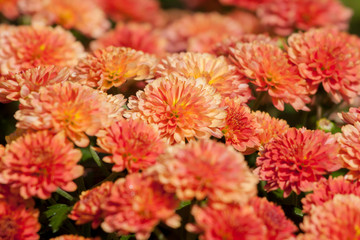 red flowers in the garden