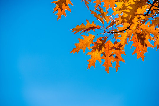 Red oak leaves on blue sky background