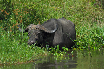 Naklejka premium Cape Buffalo feeding in the Nile River