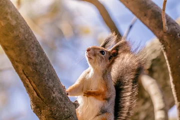 Foto op Plexiglas Portrait of a squirrel on a tree in an autumn forest. © Edalin