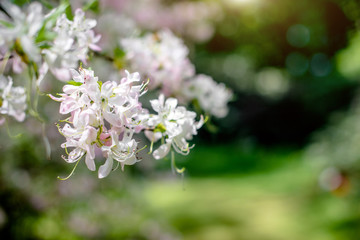 White rhododendron blooms against the background of green grass 