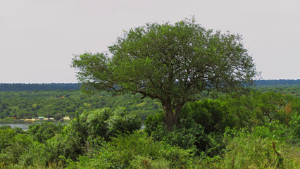 Obraz premium Large tree near the ferry crossing in Murchison Falls National Park