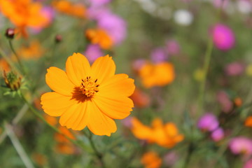 国営ひたち海浜公園のコスモス