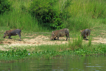 Warthogs kneeling to graze along the river