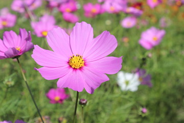 Fototapeta premium 国営ひたち海浜公園のコスモス