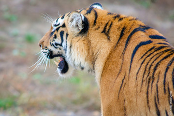 Head and half of the tiger's body