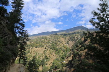 Trees and big mountains in the area of kashmir