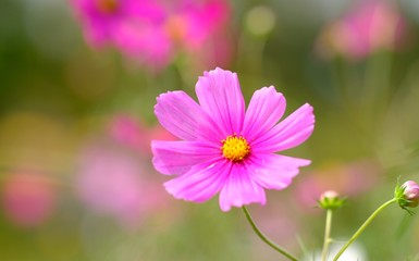 Fototapeta premium Cosmos