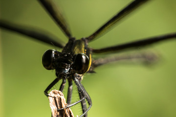 colorful dragonfly beautifully perch on the bamboo twig in the garden