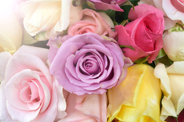 close up of colorful rose for background 