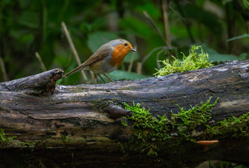 Robin Bird Autumn forest Europe