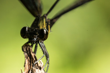 colorful dragonfly beautifully perch on the bamboo twig in the garden