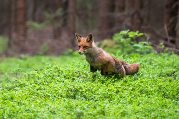 Jumping Red Fox, Vulpes vulpes, wildlife scene from Europe. Orange fur coat animal in the nature habitat.