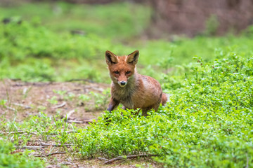 Naklejka na ściany i meble Jumping Red Fox, Vulpes vulpes, wildlife scene from Europe. Orange fur coat animal in the nature habitat.