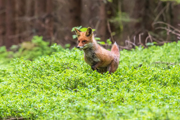 Jumping Red Fox, Vulpes vulpes, wildlife scene from Europe. Orange fur coat animal in the nature habitat.