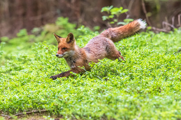 Naklejka na ściany i meble Jumping Red Fox, Vulpes vulpes, wildlife scene from Europe. Orange fur coat animal in the nature habitat.