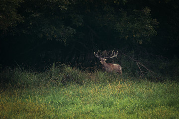 Red Deer male roars