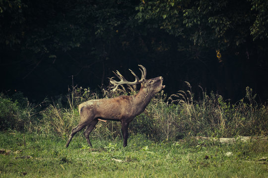 Red Deer male roars