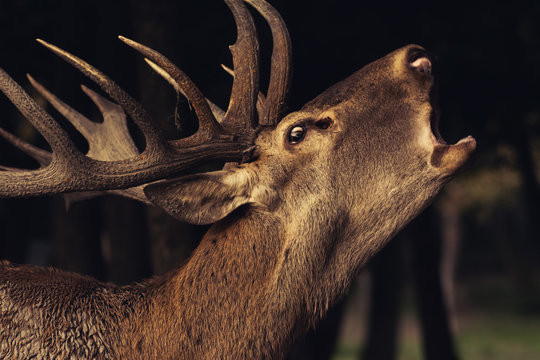 Fototapeta Red Deer With Big Horns, A young Red deer close up