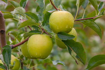 red and green apples