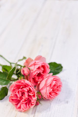 Pink roses over white wooden board. Mother's or Valentine's day