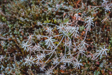 Pattern from frost green plants in hoarfrost late fall